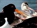 Godwits and oystercatchers, Manukau Harbour