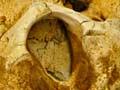 Audio: Fossil of baleen whale