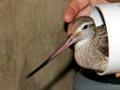 Weighing a godwit