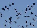 Migrating knots