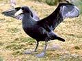 Giant petrel fledgling