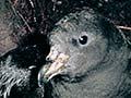 Westland petrels
