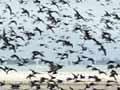 Waders, Firth of Thames