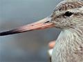 ‘The godwits have risen and flown’