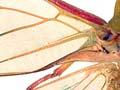 Audio: Small alpine cicada
