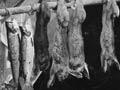 Audio: Rabbit hunters