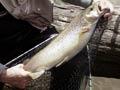 Video: Dry fly fishing