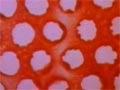 Video: Len Lye’s film ‘Colour box’ 
