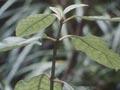 Video: Knowledge of the forest
