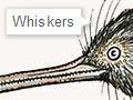 Features of a kiwi