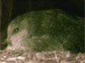 Male kākāpō booming