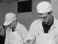 Filleting hoki