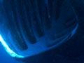 Basking shark