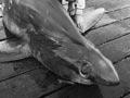 Record-beating thresher shark 