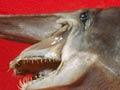 Goblin shark