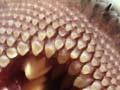 Video: Lamprey