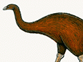 Moa diversity