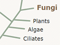 Branch diagram
