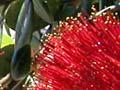Pōhutukawa blossom