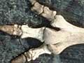 Moa bones