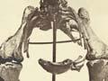 Richard Owen and <em>Dinornis giganteus</em>