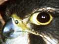 Nesting time