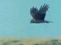 Kāhu soaring