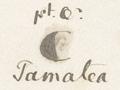 Phases of the moon