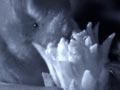 Short-tailed bat