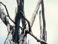 Devastation near Green Lake, 1964