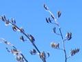 Flax
