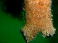 Sea squirt