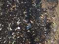 Minerals in a black smoker chimney