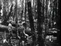 Even-aged beeches 