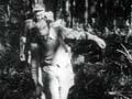Beech forestry, 1950s