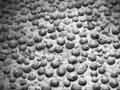Polymetallic nodules