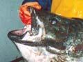 Patagonian toothfish