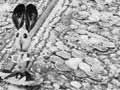 Shell decoration