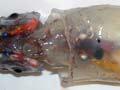 Firefly squid