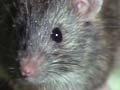 Spread of Pacific rats
