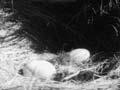 Takahē rediscovered