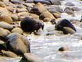 Rocky shores 