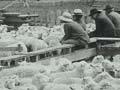 Feilding saleyards