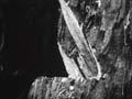 Logging and milling 