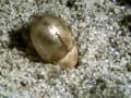 Video: Seaweed darkling beetle