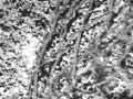 Damage caused by bottom trawling 