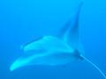Spinetail devil ray