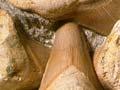Fossilised shark teeth