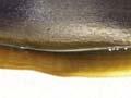 Skate egg cases