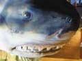 An extinct shark